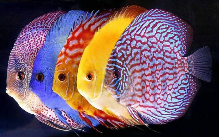 Discus | Fish Info and Photos | The Wildlife