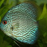 Discus Fish Breeders at Mary Barber blog